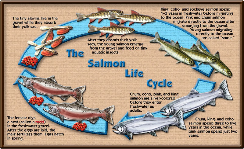 salmon life cycle