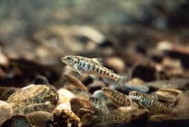 a parr or baby salmon
