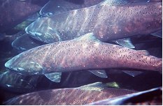a chinook salmon